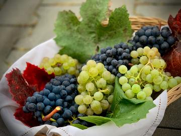 picture of grapes